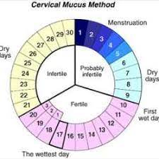 Il test va fatto quando il. Periodo Fertile Calcolo Ovulazione