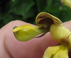 Image result for Rhynchosia caribaea