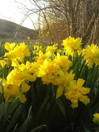 Heirloom Narcissus Narcissus Planting Bulbs Daffodils