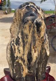 Phát hiện hóa thạch cây 350 triệu năm ở Canada