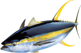 We Supply Seafood Based In Maldives We Are In A Position To Offer Sea Frozen And Land Frozen Yellowfin Tuna Interested Importe Yellowfin Tuna Fish Artwork Fish