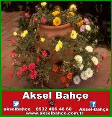 Kedi Tirnagi Cicegi Aksel Bahce