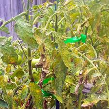 Image result for spider mites cucumber plants
