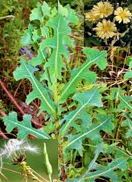 Image result for Lactuca setosa