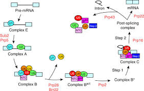 Modal analysis of elliptic waveguide junctions. Protein Sm An Overview Sciencedirect Topics