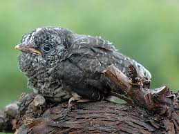 Winter, winter räumet das feld! Kuckuck Wildvogelhilfe Org