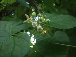 Image result for Pentarrhinum abyssinicum