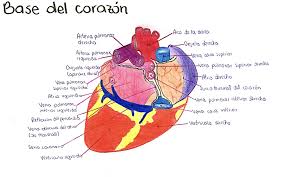 Aorta tronco pulmonar orejuela orejuela izquierda un poco más lateral. Base Del Corazon Vision Posterior Pie Chart Chart Diagram