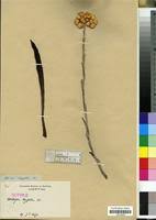 Image result for Helichrysum cephaloideum