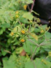 Image result for Sigesbeckia orientalis