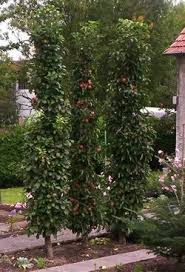 Saulenobst Im Garten Saulenobst Im Garten The Post Saulenobst Im Garten Appeared First On Garden Ideas Garden Types Garden Images Vegetable Garden Design
