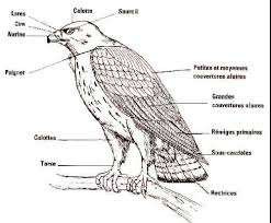 Caracteristiques Des Rapaces Et Anatomie Becs Pattes Yeux Rapace Empreinte Animaux Oiseaux