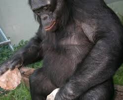 The bonobo monkey is currently endangered due to poaching and habitat loss. Bonobo Stone Tools As Competent As Ancient Human Inside Science