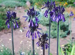 Image result for Agapanthus inapertus