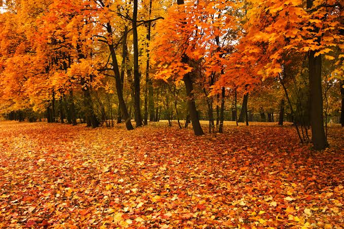 8 Things You Didn't Know About Fall Leaves • Ivan's Tree Service