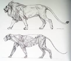 Finally, give your cartoon lion two more bumpy circular shapes for his rear paws, and give him a thin tail. Pin By Character Design References On Anime Art Animal Drawings Pencil Drawings Of Animals Cat Anatomy