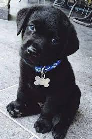 Ana Joana Adli Kullanicinin Hund Panosundaki Pin Sevimli Kopek Yavrulari Yavru Kopek Hayvan Yavrusu