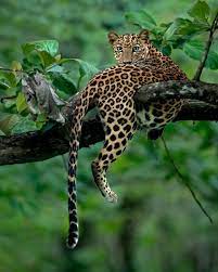 Discovery On Instagram A Gorgeous Leopardess In The Woods Of Kabini She Has Carved Out A Territory Close To Her Wildlife Animals Animals Beautiful Animals