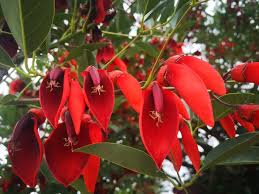 Día de la Flor Nacional: por qué es el ceibo y cuál es su leyenda – Diario  de Rivera