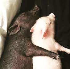 Animal Justice Project On Instagram If Only We Saw Souls Instead Of Bodies What A Different World We Would Live In Baby Pigs Cute Baby Animals Cute Pigs