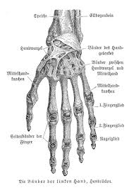 Bones Of Hand Anatomy 1857 German Illustration Educational Chart Laminated Dry Erase Sign Poster 36x24
