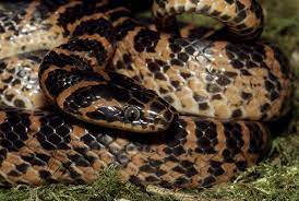 Red Banded Wolf Snake Dinodon Rufozonatum Red Band Snake Red