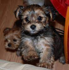 Shorkie Puppies Reagan 8 Wk Shorkie Puppy Shorkie Puppies Cute Baby Animals Cute Dogs