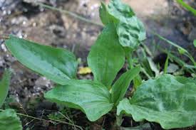 Image result for Plantago palmata