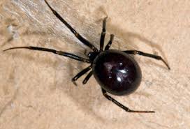 Black widows prefer not to bite if they don't have to. Spider Bites Pictures To Identify Spiders And Their Bites