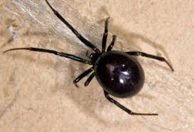 The female spider hangs upside down from her web as she waits for her prey. Spider Bites Pictures To Identify Spiders And Their Bites