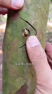 Image result for Pseuderanthemum ludovicianum