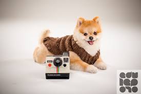 Resultado de imagem para lulu da pomerânia paçoca