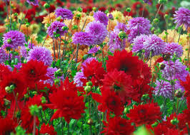Growing from tubers is the easiest and most popular way to grow dahlias. How To Grow Dazzling Dahlias Diy