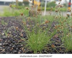 Image result for Bulbostylis barbata