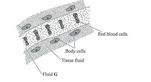Kcse past papers 2021 biology paper 1 (231/1) l need all prediction for all the paper.kcse 2020.send via kcse pdf. Kcse Past Papers 2018 Biology Paper 1 Knec Kcse Online Revision