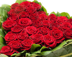 Red rose images love hd download for facebook and whatsapp mobile download. Rose Wallpapers Download Wallpaper Cave