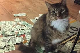 Veteriner Muayene Ucretleri Kedi Asi Fiyatlari 2019 Suzionline