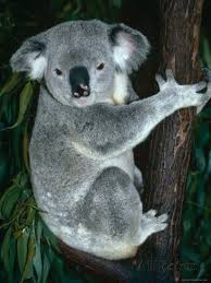 Western Australia Inhabits The Whole One Third Of The Australian Continent It Is Biggest State In Australia And The Second Bigg Koala Bear Koala Weird Animals