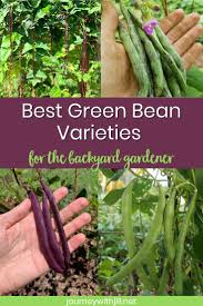 Bush beans begin producing before pole beans and often come in all at once. What Kind Of Green Beans Should You Grow The Beginner S Garden Growing Green Beans Growing Beans Green Beans