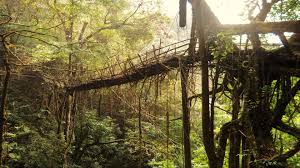 What cues do the root bridges of Meghalaya hold for futuristic architecture? | Research Matters