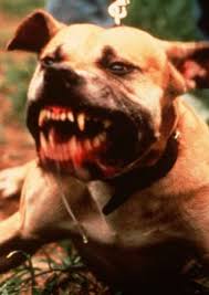 Snarling Dog Pitbull Google Search Pitbull Dog Dogs Animals