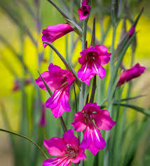 Image result for Gladiolus zambesiacus