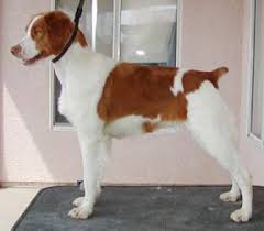 Brittany Grooming Brittany Spaniel Dogs Brittany Dog Brittany Puppies