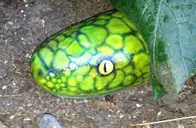 Painting i had already saved a bunch of images of copperheads to an album for studying, so i printed a few of them, and headed to hobby lobby to pick up some paints that matched my pics. Pin By Susan Myers On Stones Stone Art Stone Painting Painted Rocks