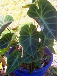 Image result for Remusatia