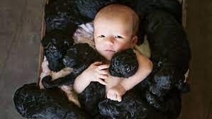 See A Newborn Baby Surrounded By Newborn Puppies Abc News