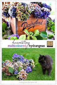How To Harvest And Dry Multicoloured Hydrangeas Dried Hydrangeas Hydrangea Growing Hydrangeas