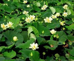 Lotus Flower Meaning And Symbolisms In Buddhism Hinduism