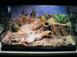 Ethical self may have noticed most owners become significantly enthusiastic on what occasion talking in spitting distance their bearded teju. 30 Diy Bearded Dragon Terrarium Ideas That Are Absolutely Stunning Exopetguides