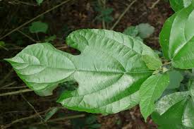 Image result for Ficus exasperata